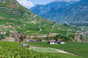 Vaud lance un plan de bataille pour sa viticulture en crise : comment le canton espère redresser ses vignobles